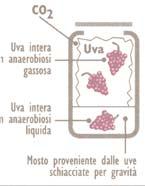 Vini Novelli, Macerazione Carbonica, Beaujolais Nouveau