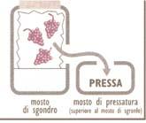 schema di produzione Vini Novelli, Macerazione Carbonica, Beaujolais Nouveau